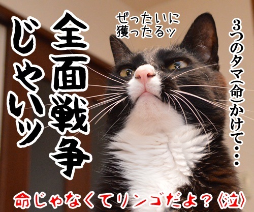 算数の問題ですッ！！　猫の写真で４コマ漫画　４コマ目ッ