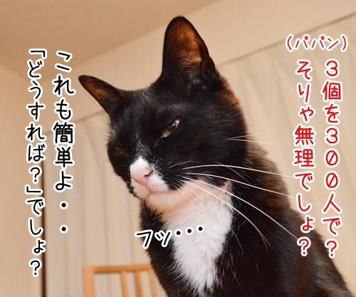 算数の問題ですッ！！　猫の写真で４コマ漫画　３コマ目ッ