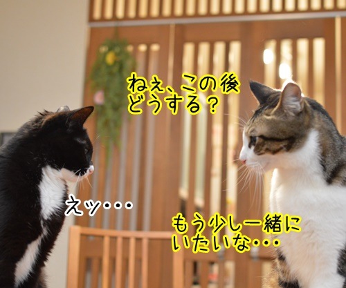 この後…　どうする…？　猫の写真で４コマ漫画　１コマ目ッ