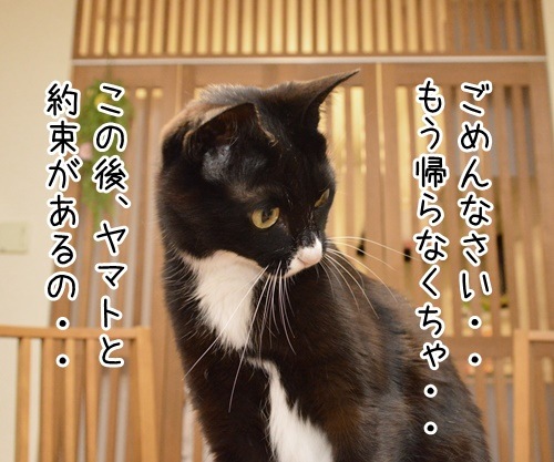 この後…　どうする…？　猫の写真で４コマ漫画　２コマ目ッ