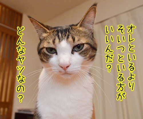 この後…　どうする…？　猫の写真で４コマ漫画　３コマ目ッ