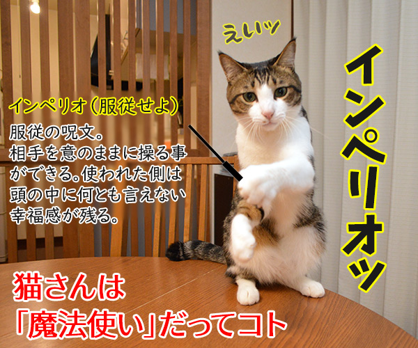 下僕な理由がわかったの　猫の写真で４コマ漫画　４コマ目ッ