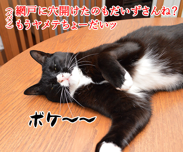 パパンのお説教　猫の写真で４コマ漫画　２コマ目ッ