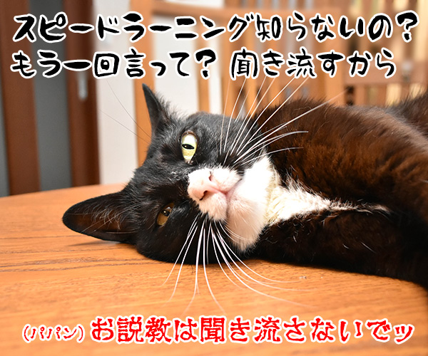 パパンのお説教　猫の写真で４コマ漫画　４コマ目ッ