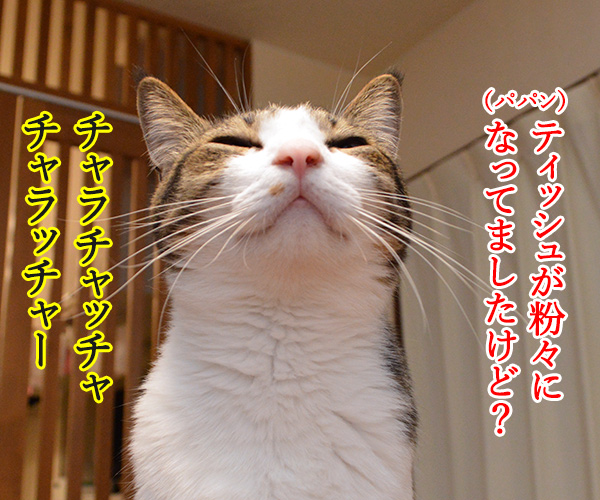 パパンの説教　其の二　猫の写真で４コマ漫画　２コマ目ッ