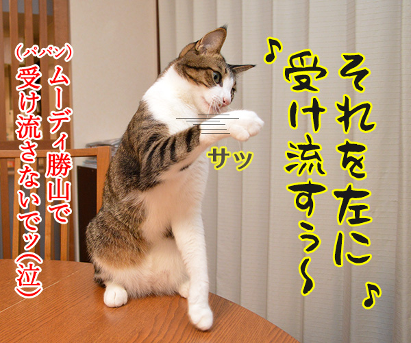 パパンの説教　其の二　猫の写真で４コマ漫画　４コマ目ッ