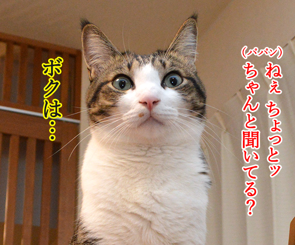 パパンの説教　其の二　猫の写真で４コマ漫画　３コマ目ッ