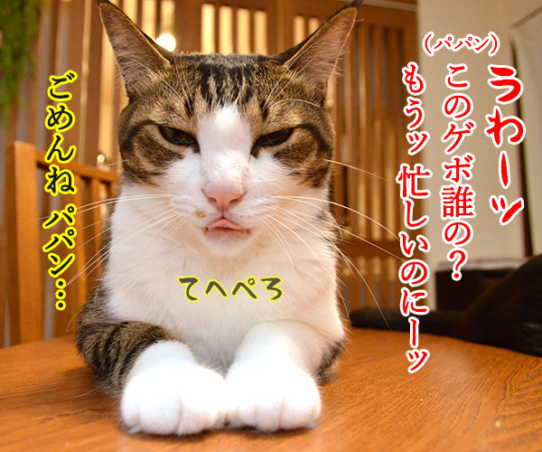 パパン ねぼうしちゃったのッ　猫の写真で４コマ漫画　２コマ目ッ