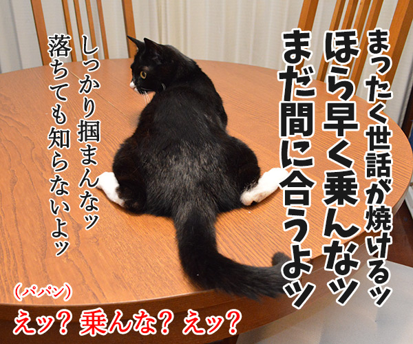 パパン ねぼうしちゃったのッ　猫の写真で４コマ漫画　４コマ目ッ