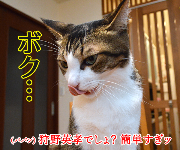 ダレのモノマネでしょうかッ？　猫の写真で４コマ漫画　３コマ目ッ