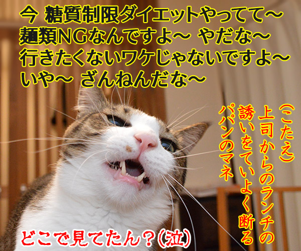 ダレのモノマネでしょうかッ？　猫の写真で４コマ漫画　４コマ目ッ