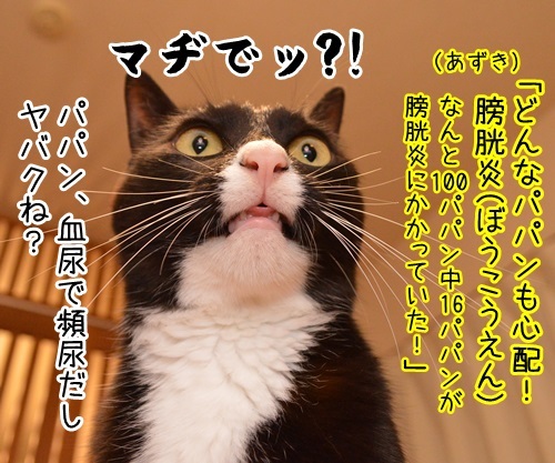 「パパンのきもち」7月号が届いたよッ　猫の写真で４コマ漫画　３コマ目ッ