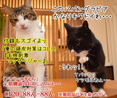 「パパンのきもち」7月号が届いたよッ　猫の写真で４コマ漫画　４コマ目ッ