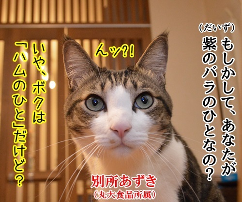 紫のバラのひと　猫の写真で４コマ漫画　２コマ目ッ