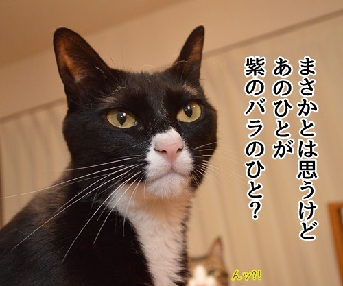 紫のバラのひと　猫の写真で４コマ漫画　３コマ目ッ