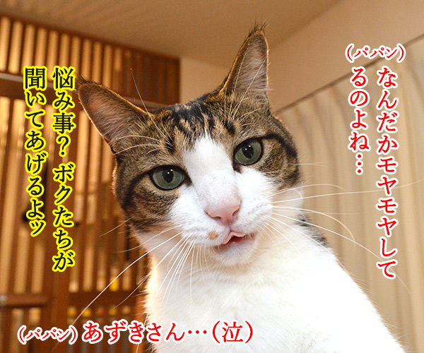 パパンの悩みごと　猫の写真で４コマ漫画　２コマ目ッ