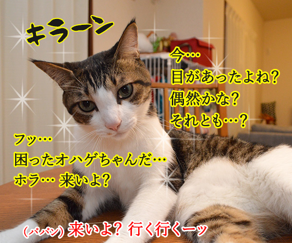 猫さんと目があったら？（あずだいの場合）　猫の写真で４コマ漫画　２コマ目ッ