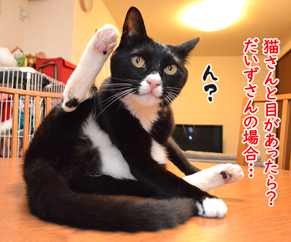 猫さんと目があったら？（あずだいの場合）　猫の写真で４コマ漫画　３コマ目ッ