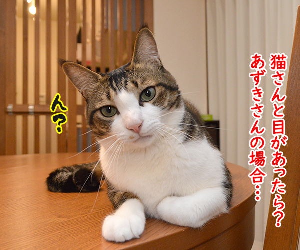 猫さんと目があったら？（あずだいの場合）