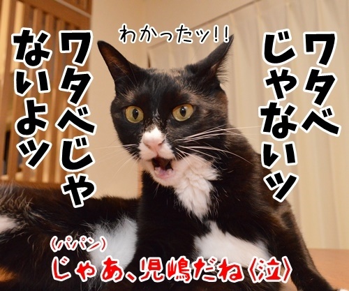 私以外私じゃないの　猫の写真で４コマ漫画　４コマ目ッ