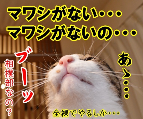 私以外私じゃないの　猫の写真で４コマ漫画　３コマ目ッ