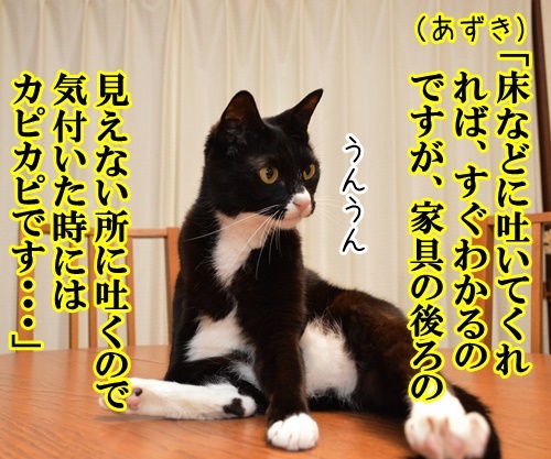 「マツコ＆有吉の怒り新党」風４コマ　猫の写真で４コマ漫画　２コマ目ッ