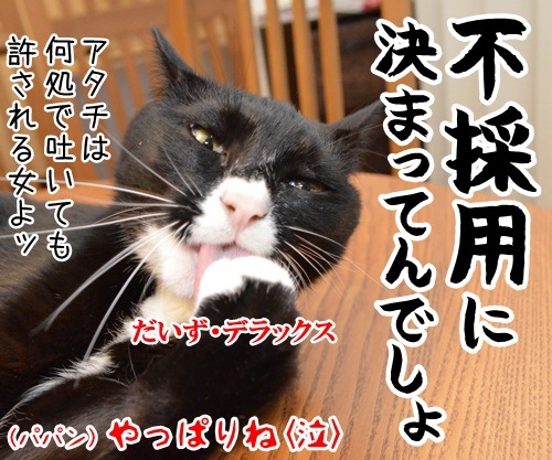 「マツコ＆有吉の怒り新党」風４コマ　猫の写真で４コマ漫画　４コマ目ッ