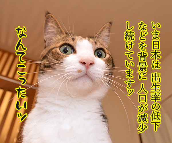 困った時はだいず先生に聞いてみよう　猫の写真で４コマ漫画　１コマ目ッ