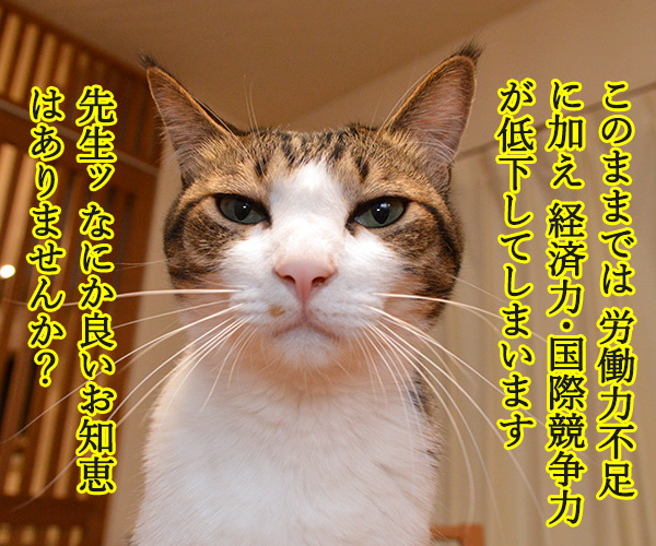 困った時はだいず先生に聞いてみよう　猫の写真で４コマ漫画　２コマ目ッ