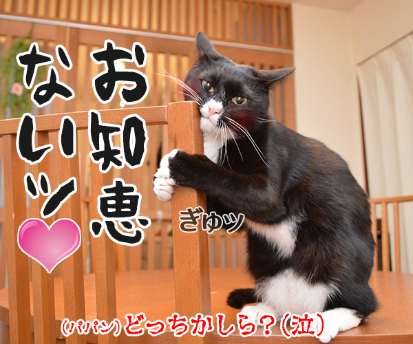 困った時はだいず先生に聞いてみよう　猫の写真で４コマ漫画　４コマ目ッ