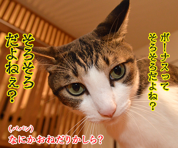 ボーナスを預けるなら　猫の写真で４コマ漫画　１コマ目ッ