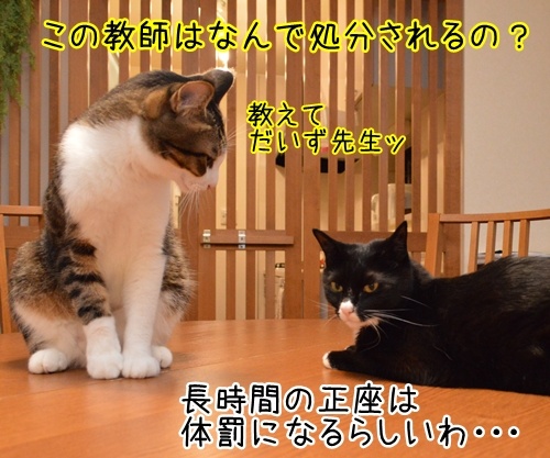 パパン、体罰はよくないと思うの　猫の写真で４コマ漫画　２コマ目ッ