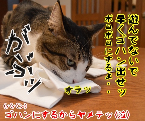 あずきさんがッ　Ｔシャツに！！　猫の写真で４コマ漫画　４コマ目ッ