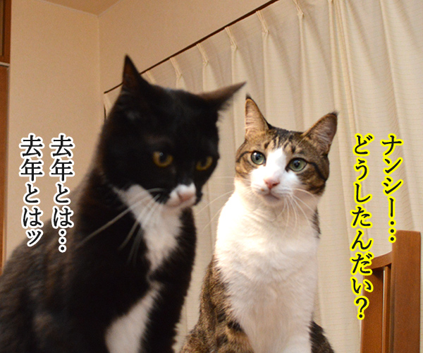 去年とは違ってるもの　猫の写真で４コマ漫画　３コマ目ッ