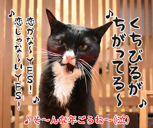 去年とは違ってるもの　猫の写真で４コマ漫画　４コマ目ッ