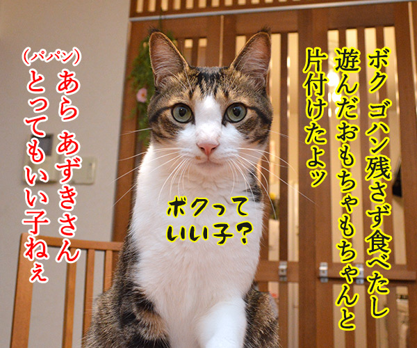 あずきさんはとってもいい子だけど　猫の写真で４コマ漫画　１コマ目ッ