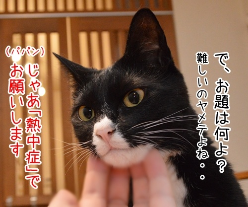 だいずさんて「なぞかけ」できるの？　猫の写真で４コマ漫画　２コマ目ッ