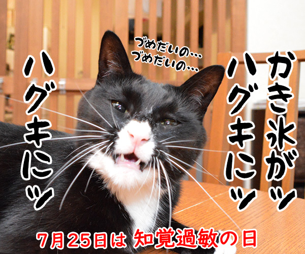 7月25日って何の日？　猫の写真で４コマ漫画　４コマ目ッ