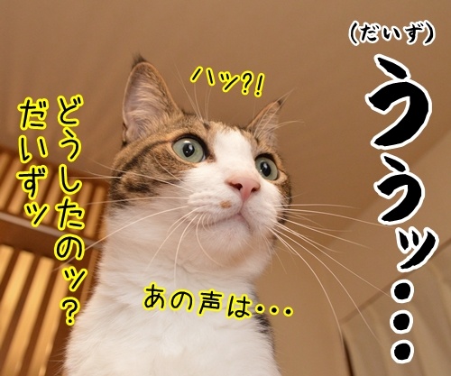 クスリが切れたみたいなの　猫の写真で４コマ漫画　１コマ目ッ