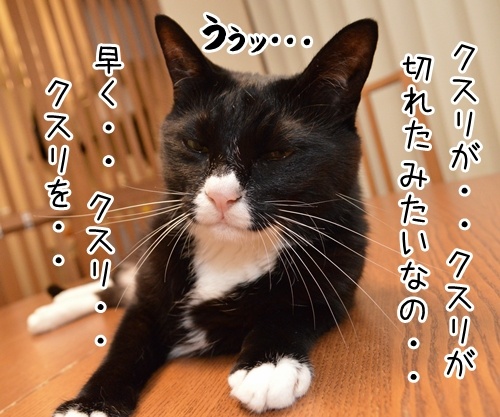 クスリが切れたみたいなの　猫の写真で４コマ漫画　２コマ目ッ