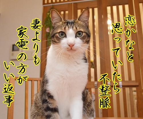 クスリが切れたみたいなの　猫の写真で４コマ漫画　３コマ目ッ