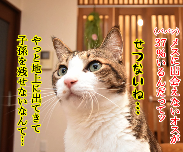 夏だから「セミ」の話　猫の写真で４コマ漫画　２コマ目ッ