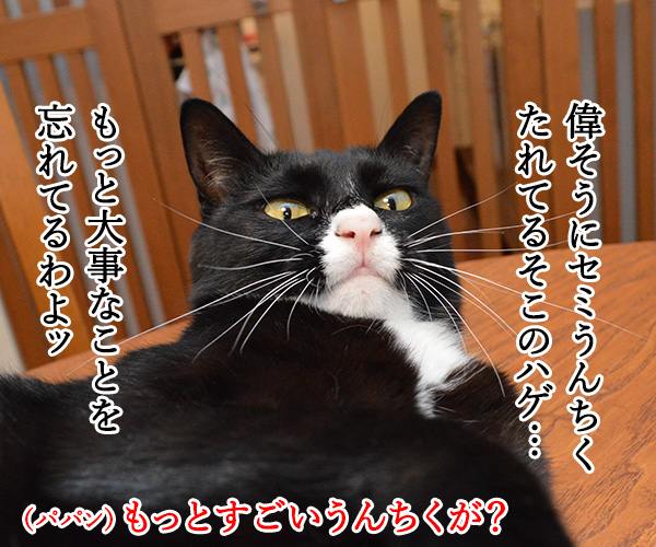 夏だから「セミ」の話　猫の写真で４コマ漫画　３コマ目ッ