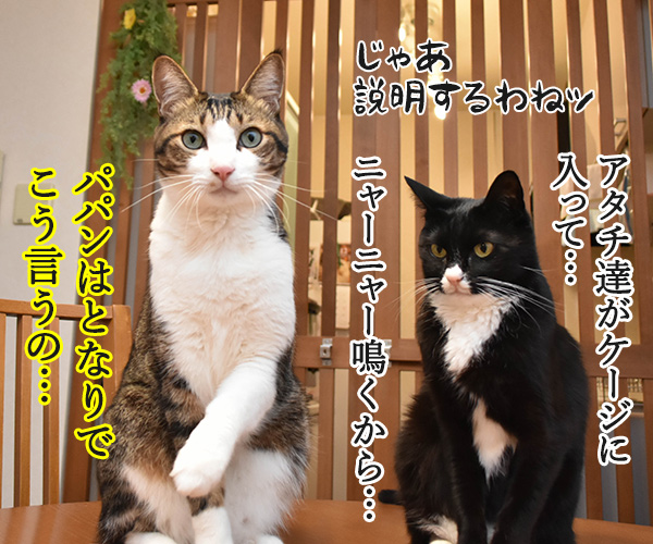 みんなで一緒にバイトしない？　猫の写真で４コマ漫画　３コマ目ッ