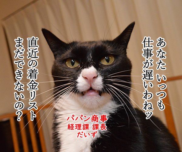 経理課あずきは大忙しッ　猫の写真で４コマ漫画　２コマ目ッ