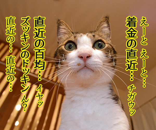 経理課あずきは大忙しッ　猫の写真で４コマ漫画　３コマ目ッ