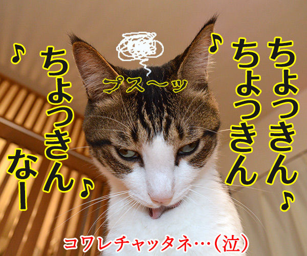 経理課あずきは大忙しッ　猫の写真で４コマ漫画　４コマ目ッ