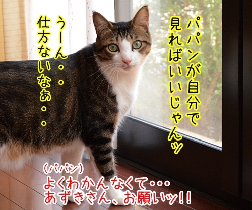 ウインドウズはウインドウズ？　猫の写真で４コマ漫画　３コマ目ッ