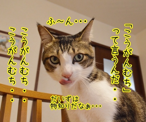 よいこのみんなッ　四字熟語クイズの時間だよッ！！　猫の写真で４コマ漫画　３コマ目ッ