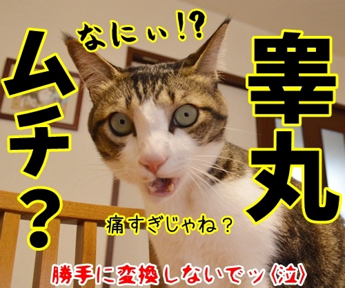 よいこのみんなッ　四字熟語クイズの時間だよッ！！　猫の写真で４コマ漫画　４コマ目ッ